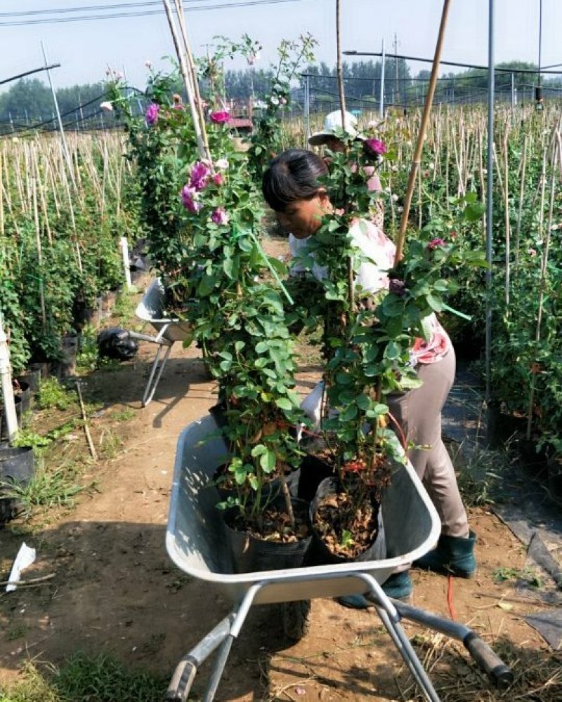滕本欧洲月季