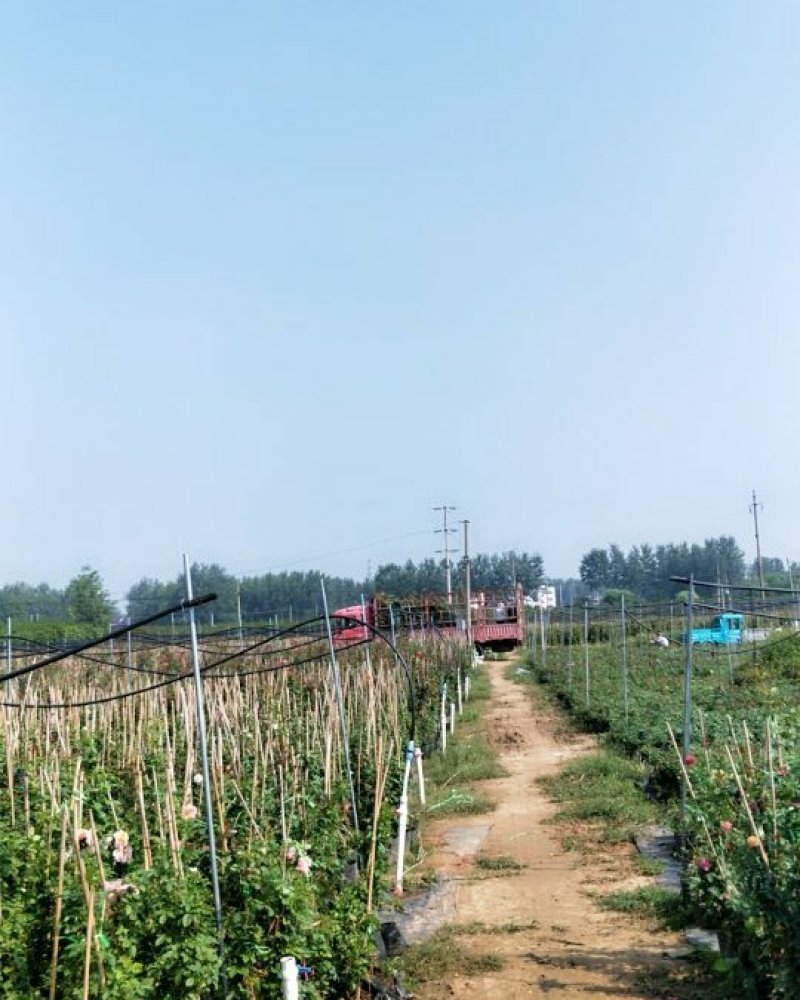 滕本欧洲月季