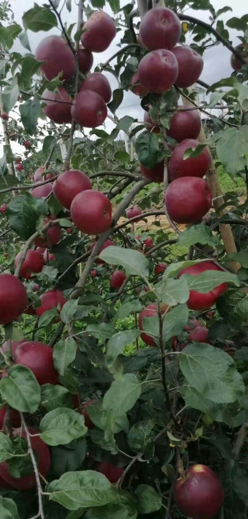 苹果苗华硕苹果苗早熟华硕苹果苗基地直供货真价实