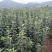 苹果苗华硕苹果苗早熟华硕苹果苗基地直供货真价实