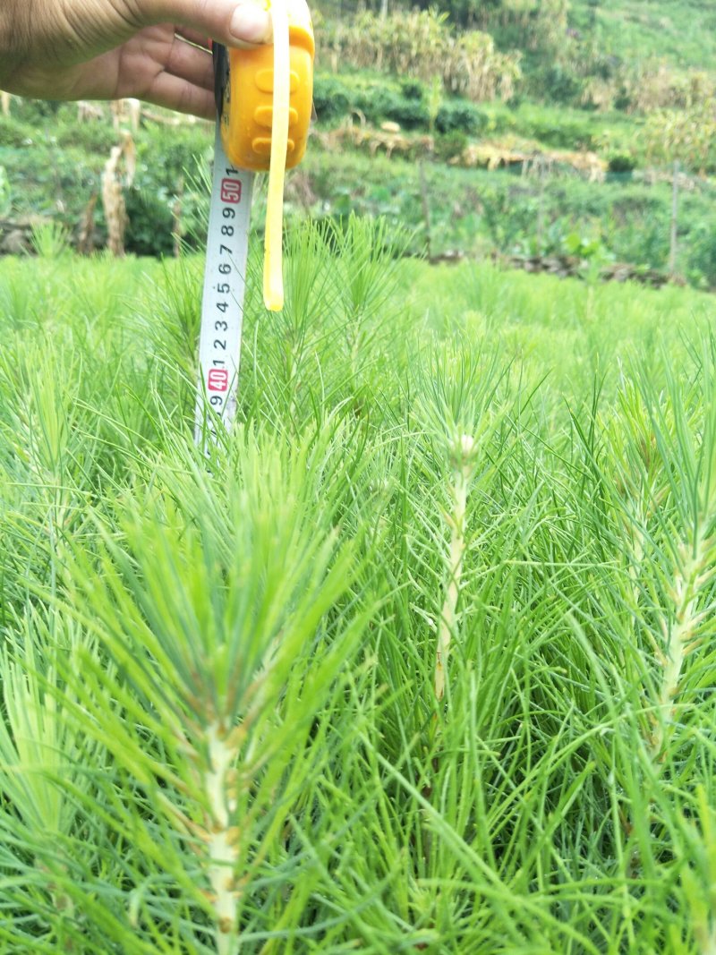 荒山造林优质湿地松苗，生长速度快，适应能力强，成活率高，