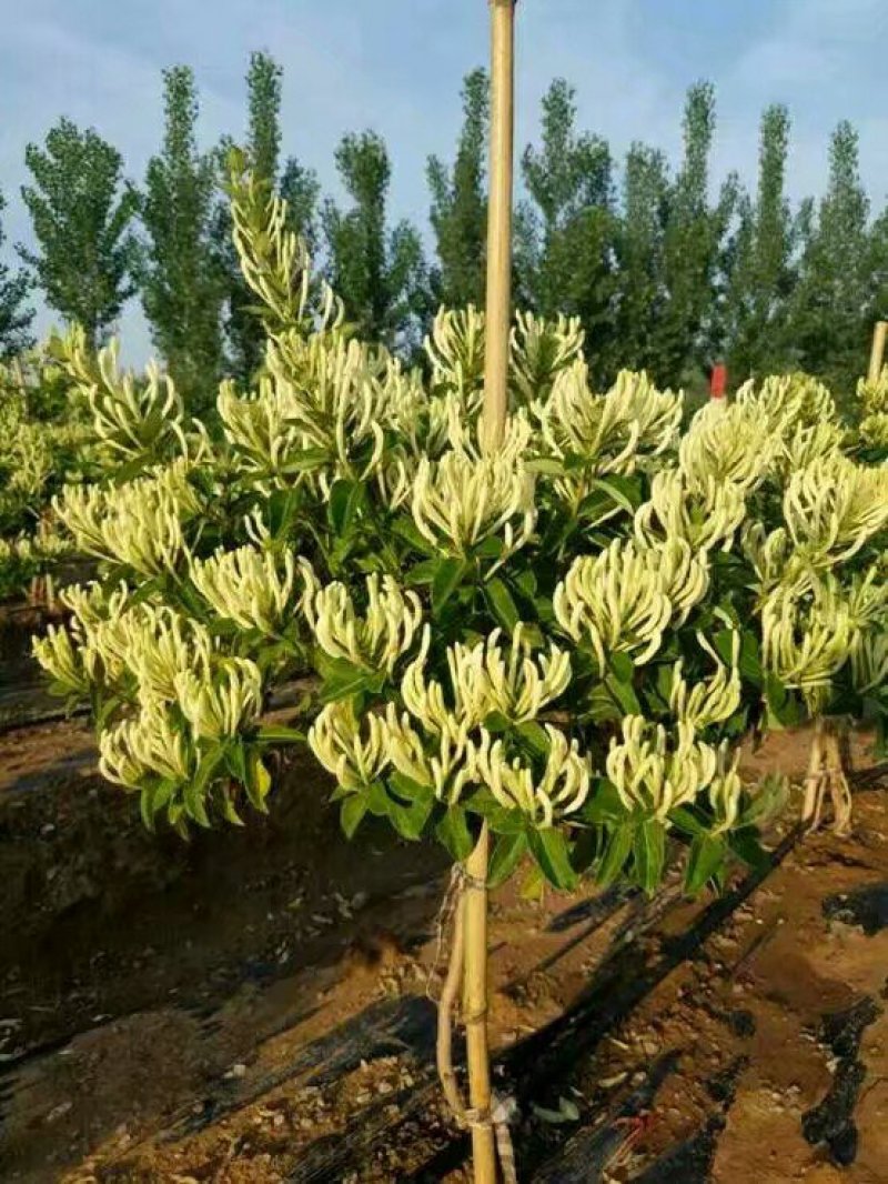 高产《四季金银花苗》包成活包纯度全技术指导、签回收合同