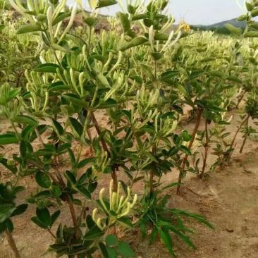 高产《四季金银花苗》包成活包纯度全技术指导、签回收合同