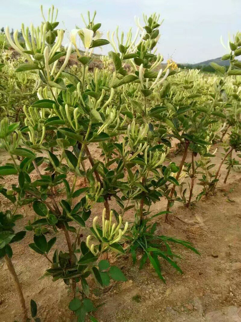 高产《四季金银花苗》包成活包纯度全技术指导、签回收合同
