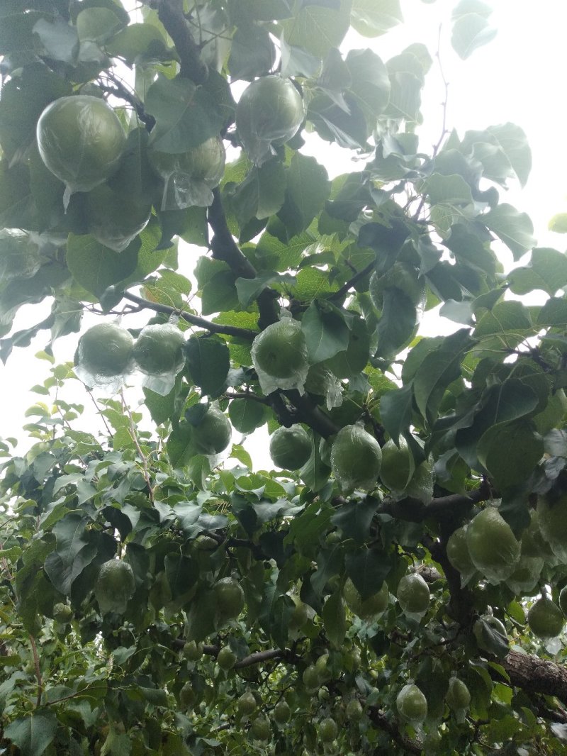 泊头大丫梨