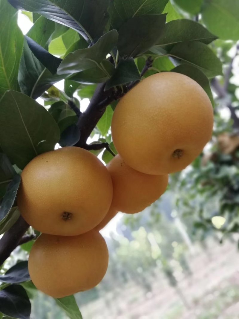 [标题]黄梨_晚秋黄梨大量上市中招收购商全国代发