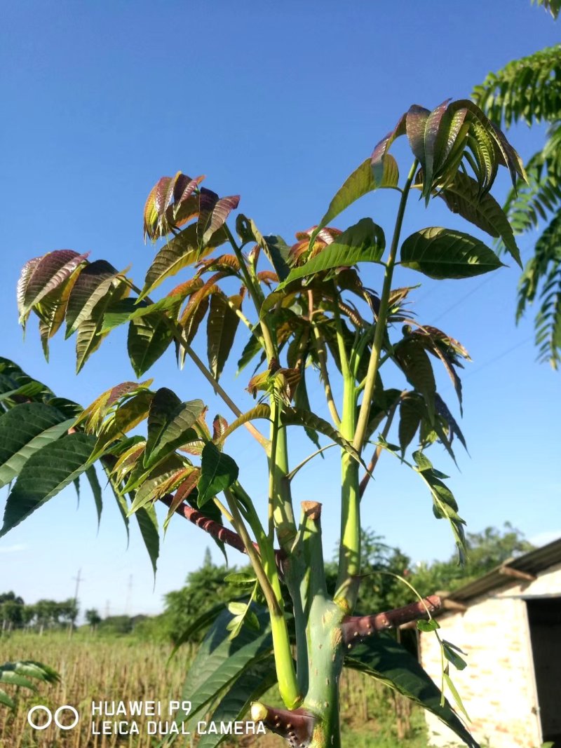 四季香椿苗，高原，平坝，一年四季全地形，全季节采摘椿芽