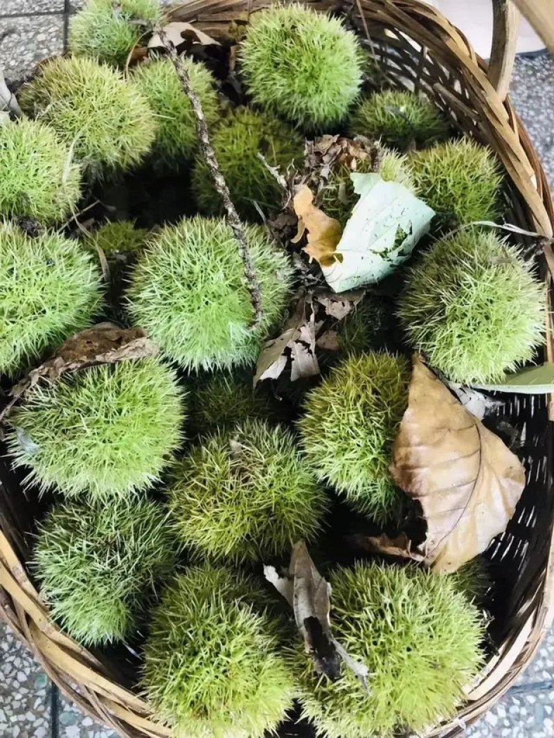 板栗山区毛栗子油栗子，批发，一件代发一手货源，产地直发。