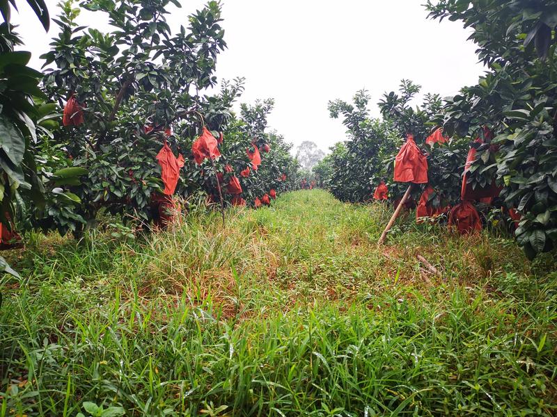 万亩三红蜜柚大量上市年产500万斤全国发货供应