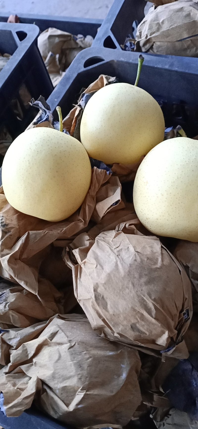 赵县雪花梨产地直发量大从优保质保量专业专注代办