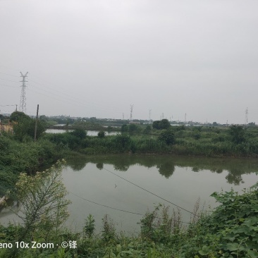 句容市110亩水面，20亩地，靠近南京。
