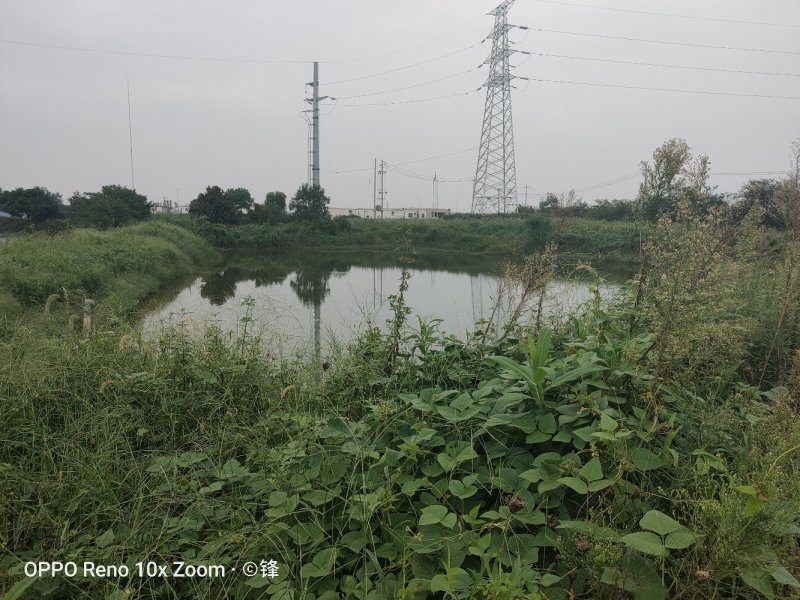 句容市110亩水面，20亩地，靠近南京。