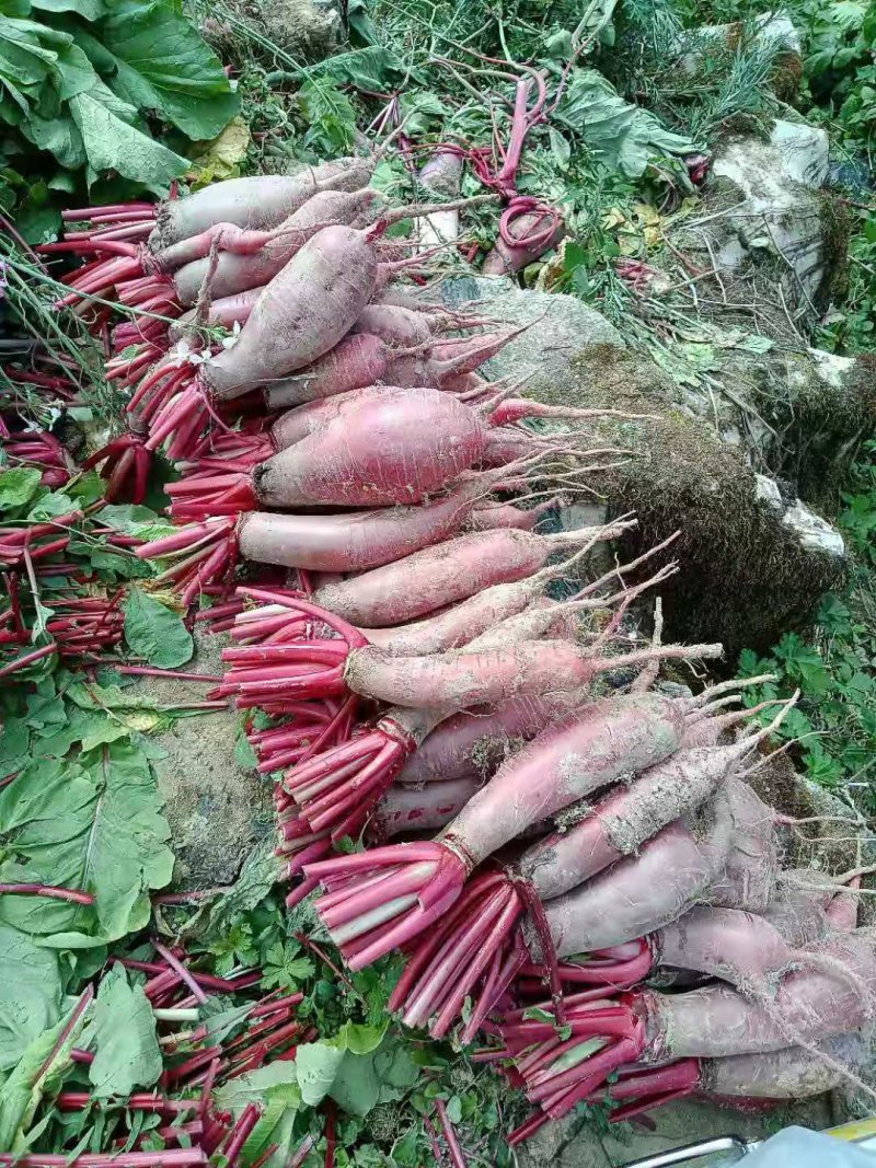 透心红萝卜