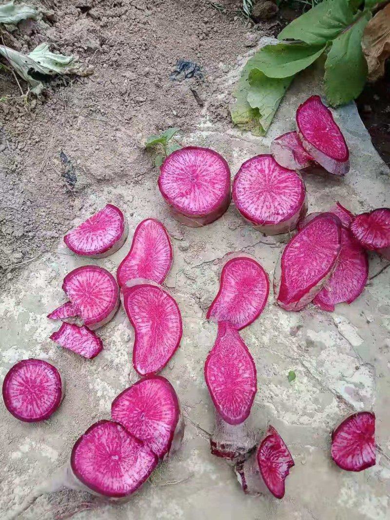 透心红萝卜