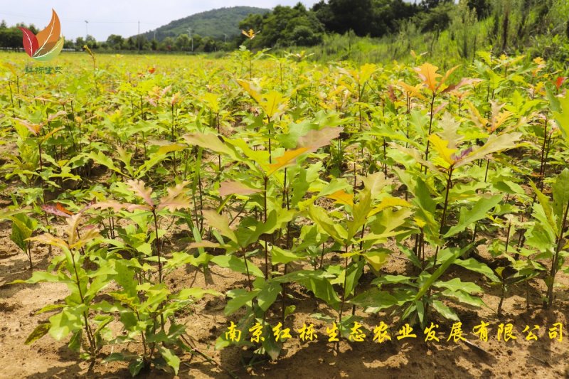 娜塔栎小苗50～100公分优质娜塔栎当年苗供应