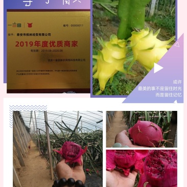 火龙果苗红心火龙果，黄心火龙果产量高抗病能力强
