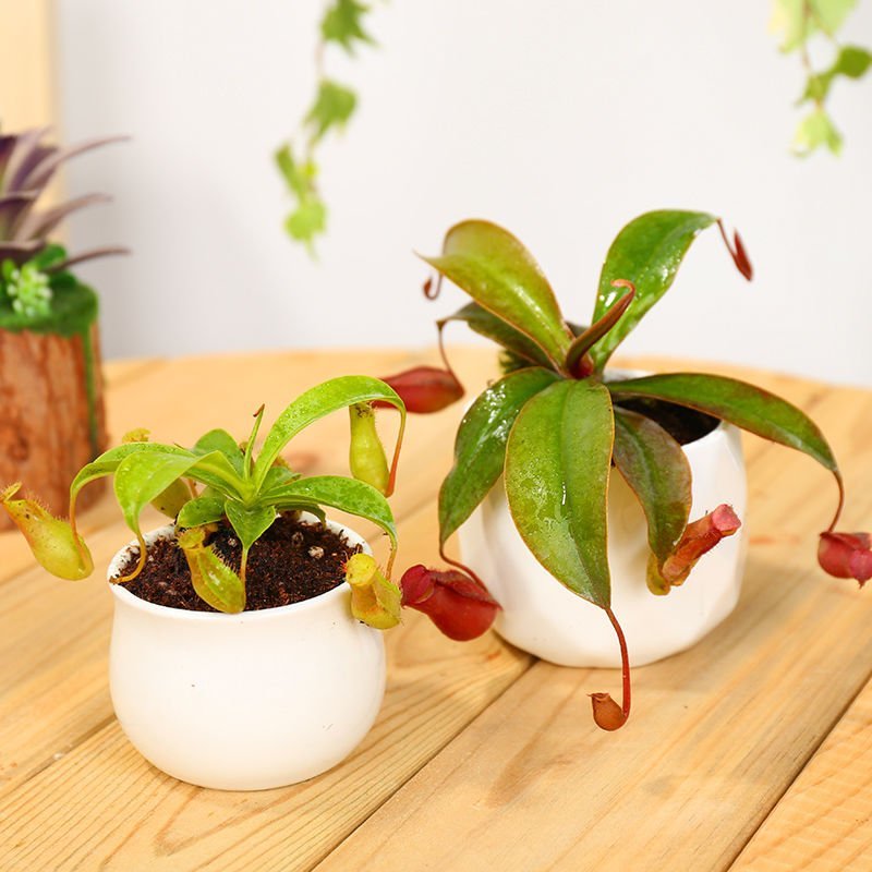 食人花食虫植物捕蝇草瓶子草猪笼草茅膏菜