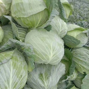 【精品】大包菜全年不限量供货品质保证开封现货现发