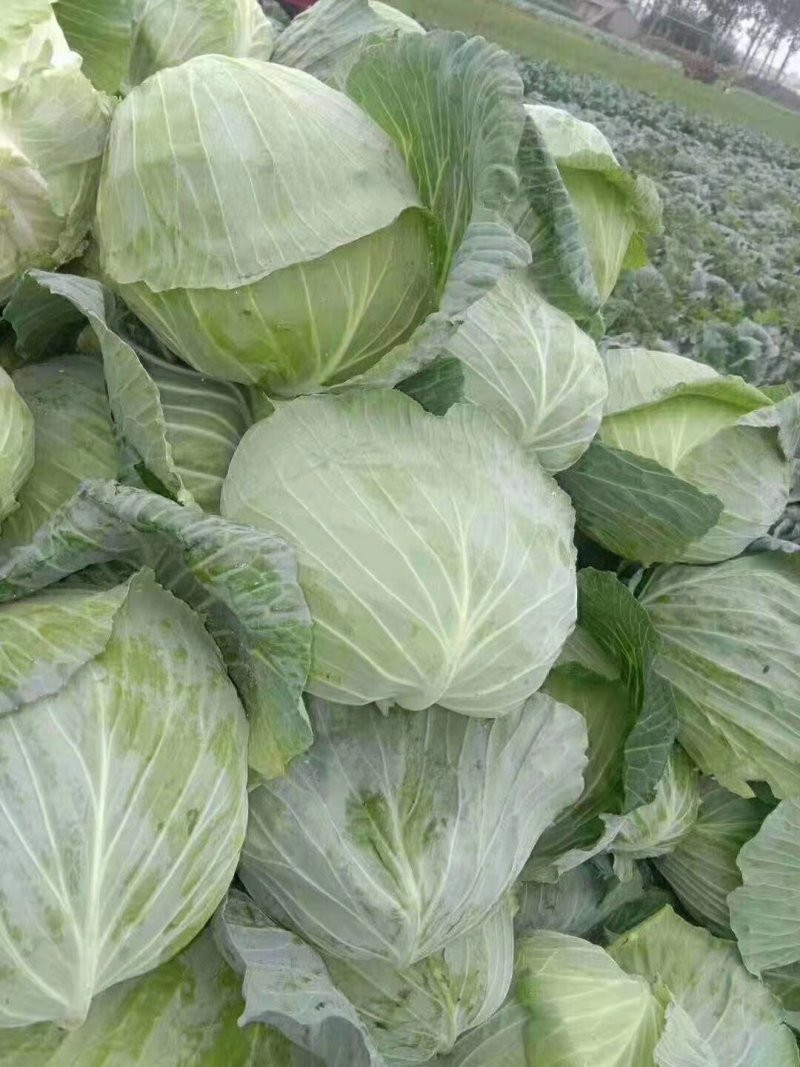 【精品】大包菜全年不限量供货品质保证开封现货现发
