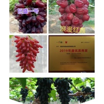 葡萄苗葡萄树，妮娜皇后，甜蜜蓝宝石，阳光玫瑰，保证品种