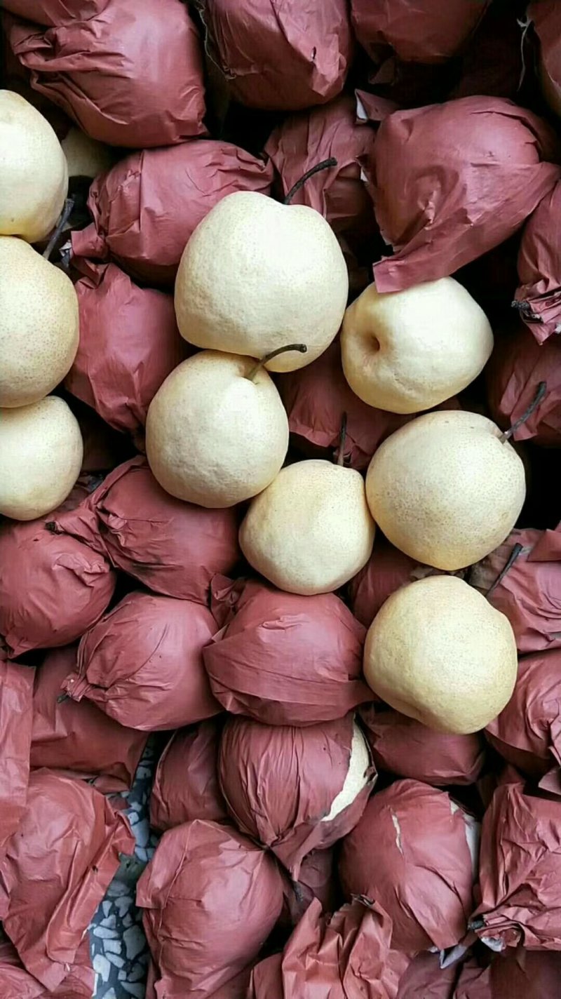 酥梨大量上市砀山酥梨大量上市诚信经营价格低
