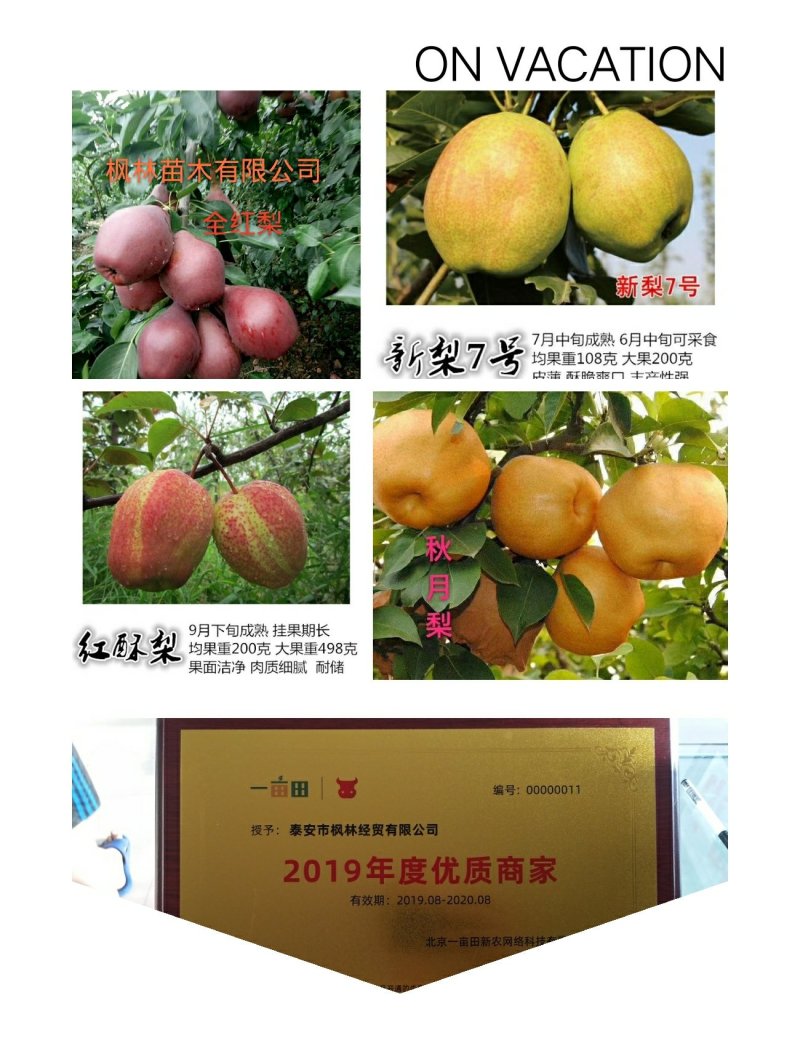 梨树苗山农酥梨，红香酥梨，秋月梨，新梨7号，玉露香梨