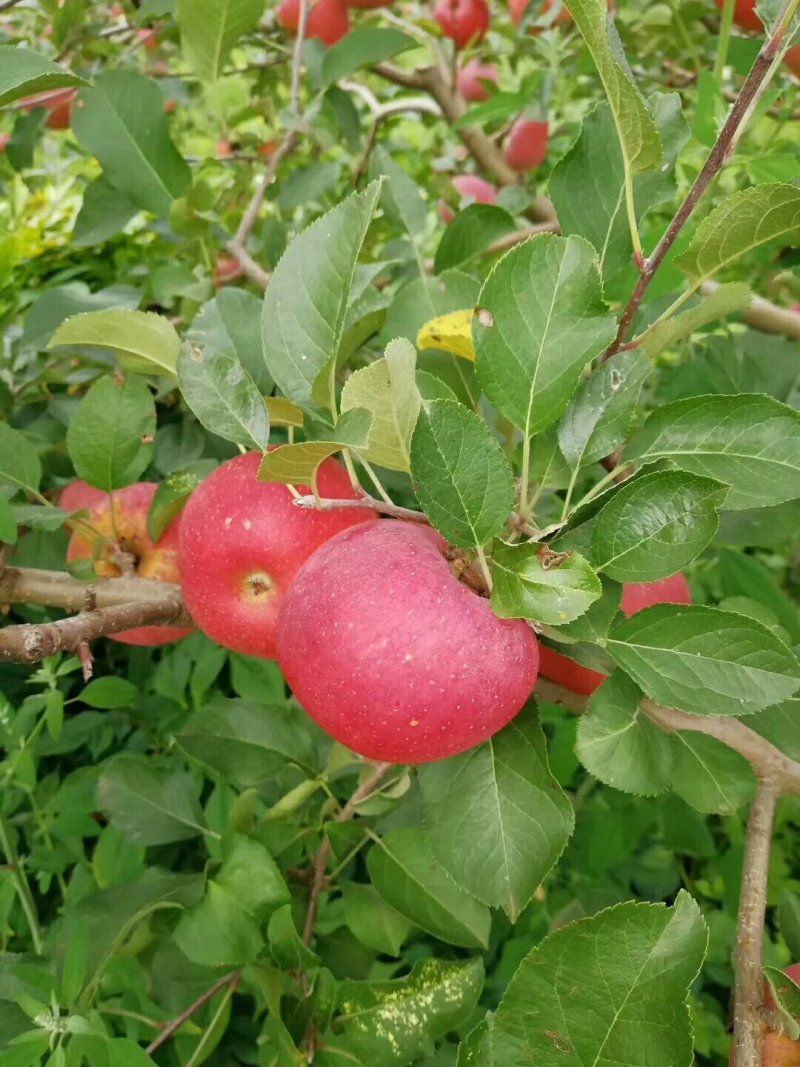 昭通苹果冰糖心丑苹果昭通苹果野生苹果好吃的苹果