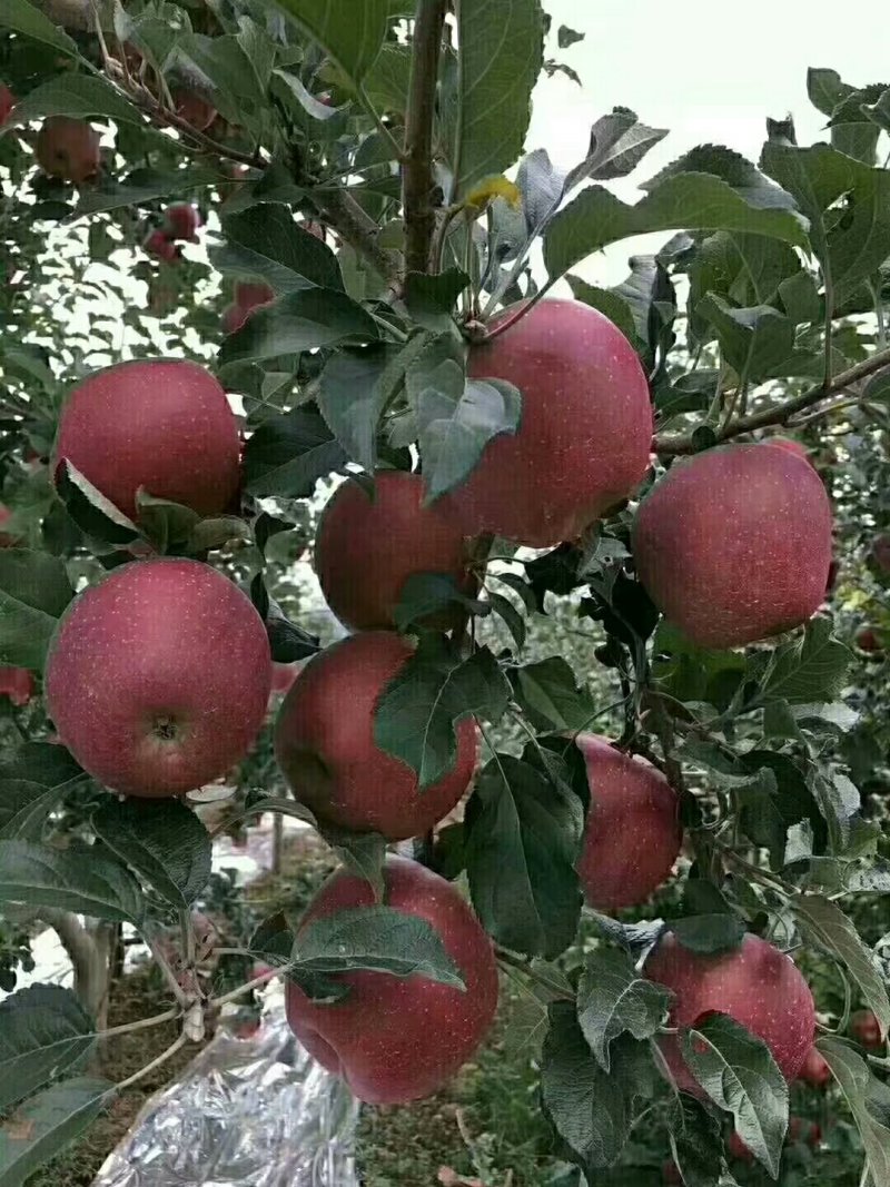 昭通苹果冰糖心丑苹果昭通苹果野生苹果好吃的苹果