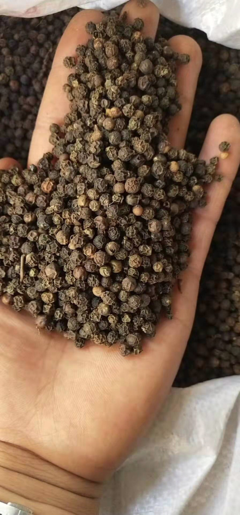 越南大颗粒黑胡椒产地直销一手货源批发价售卖