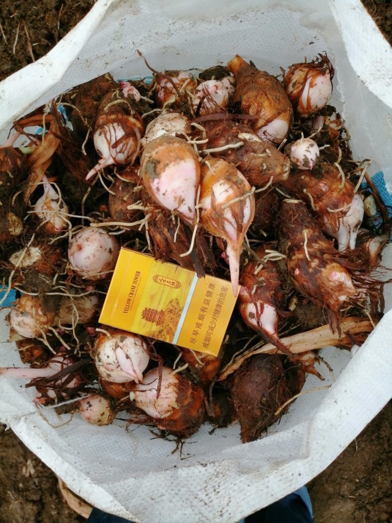 【推荐】万亩精品红芽芋头芋仔芋母规格齐全质量保证