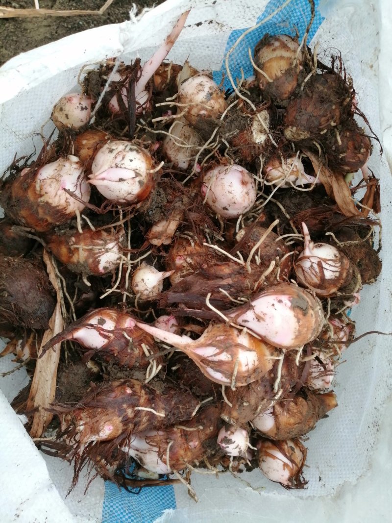 【推荐】万亩精品红芽芋头芋仔芋母规格齐全质量保证