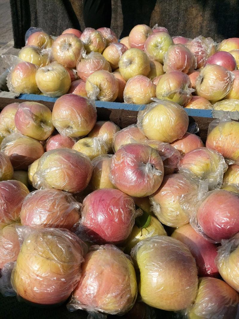 山东潍坊红将军苹果，大量有货，提供各种包装，支持打款发