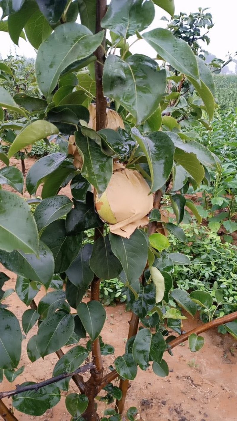 香甜酥脆，