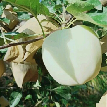 黄元帅苹果大量上市，可视屏看货