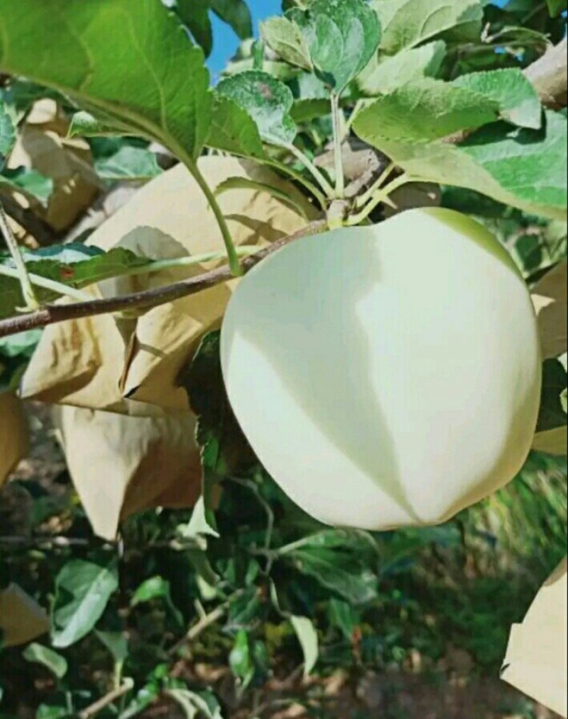 黄元帅苹果大量上市，可视屏看货