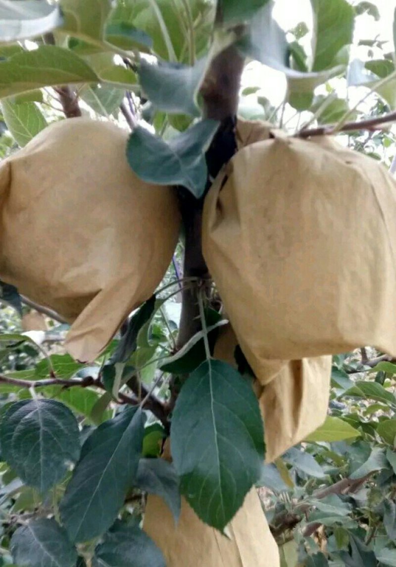黄元帅苹果大量上市，可视屏看货