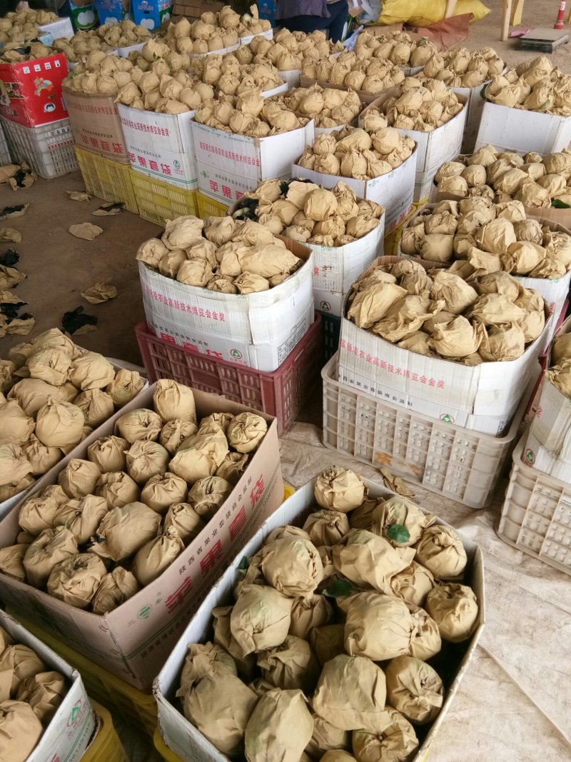 黄元帅苹果大量上市，可视屏看货