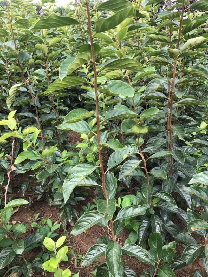 柿子苗，甜柿子树苗，尖柿，苗圃现挖产地直供，纯度100%
