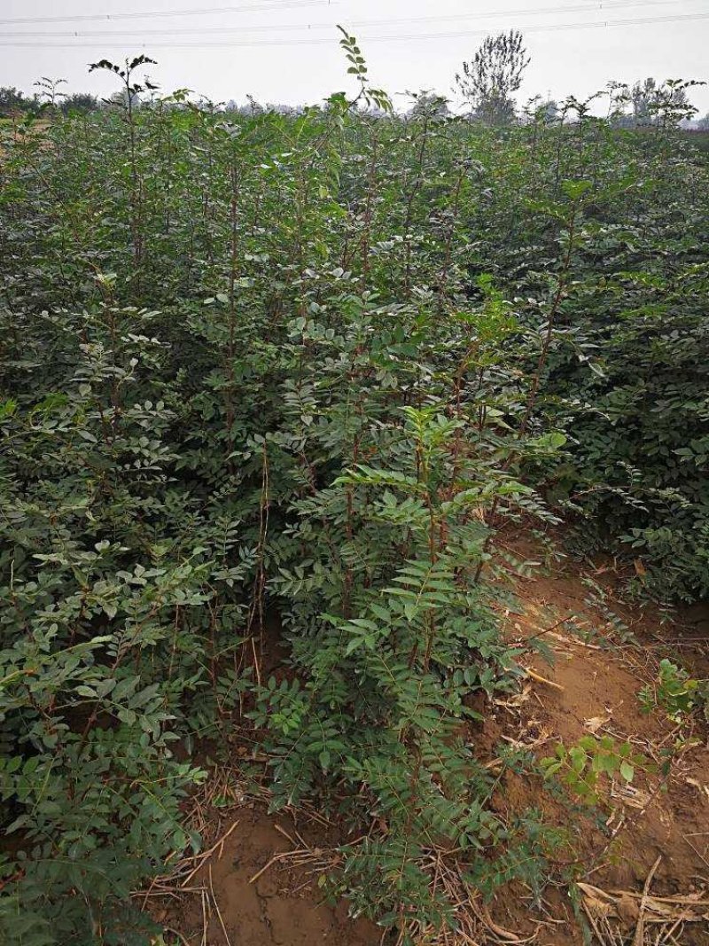 花椒苗，大红袍无刺花椒苗，南北种植，基地直销，量大质量好