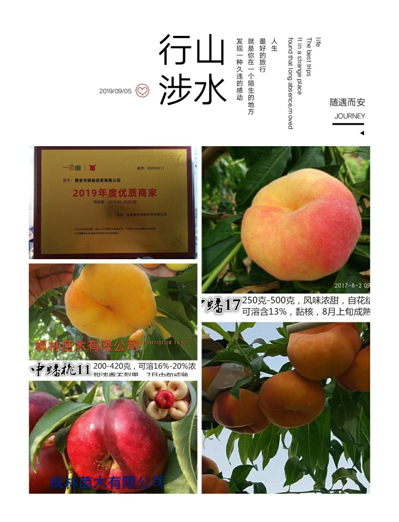 桃树苗中油蟠桃7，秋彤，风味皇后，映霜红桃苗