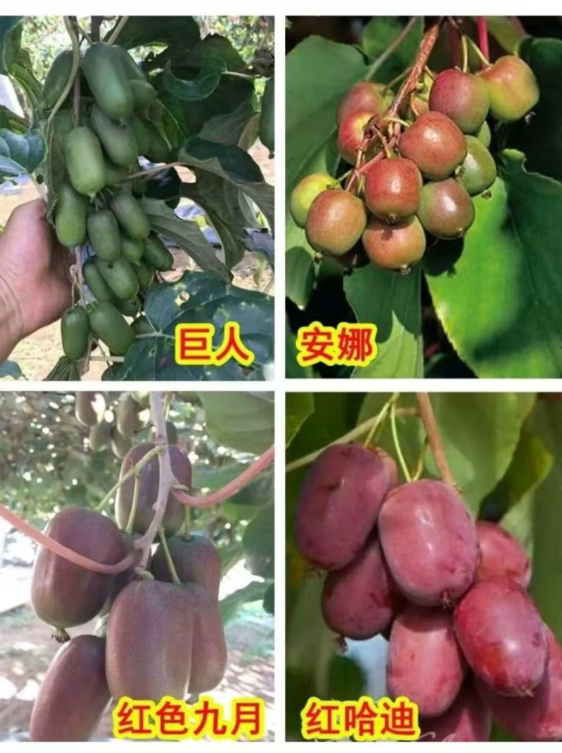 猕猴桃苗0.4~0.6cm50~70cm嫁接苗