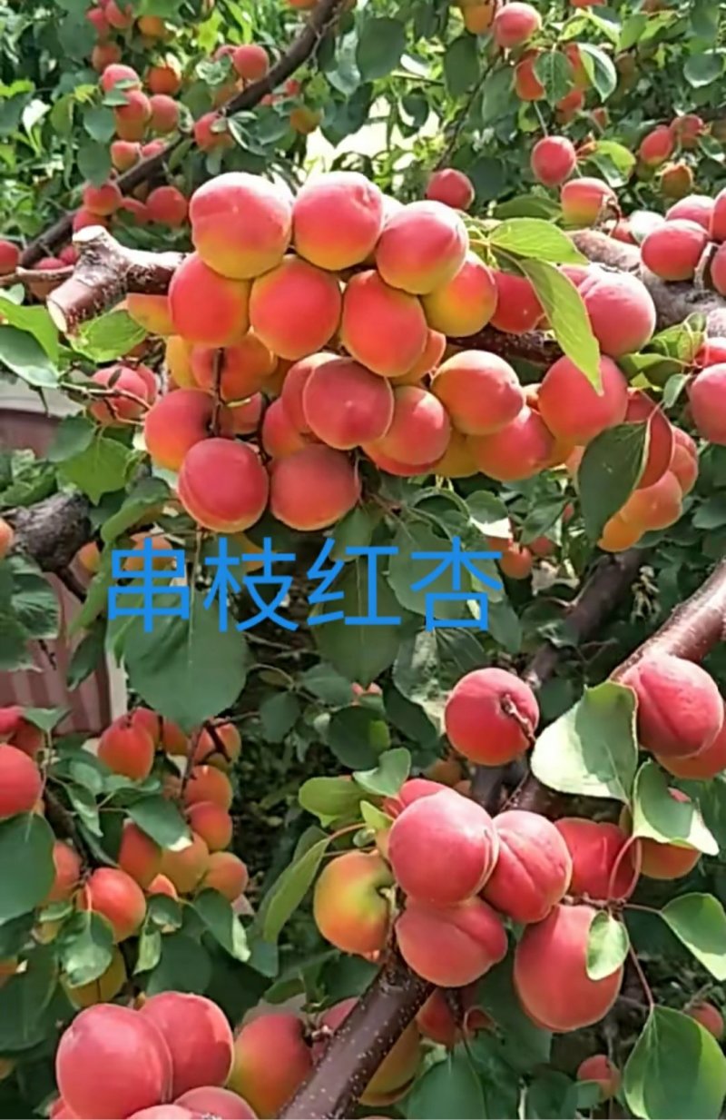 杏树苗，蜜霸油杏,芒果油杏,小白杏,珍珠油杏，丰园红杏