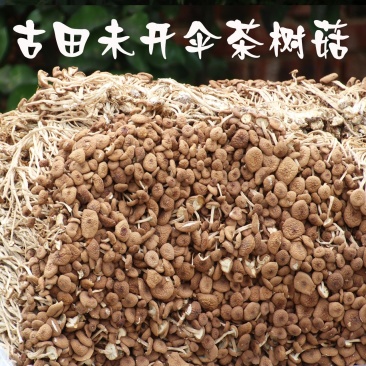 500g福建古田茶树菇茶薪菇冰菇苞产地直销未开伞茶树