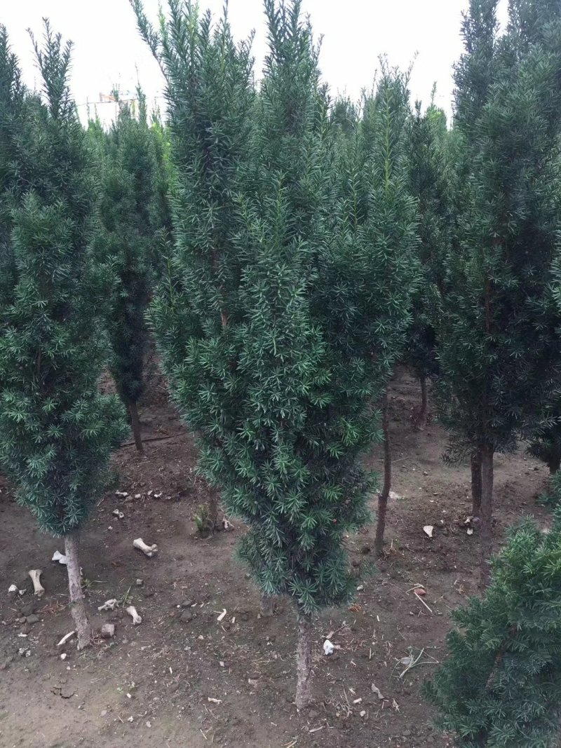 红豆杉苗，红豆杉树苗，曼地亚红豆杉树苗20~30cm