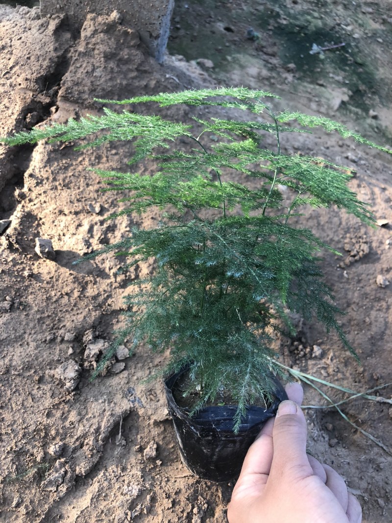 文竹，2020年新文竹，文竹盆景，电商专供文竹