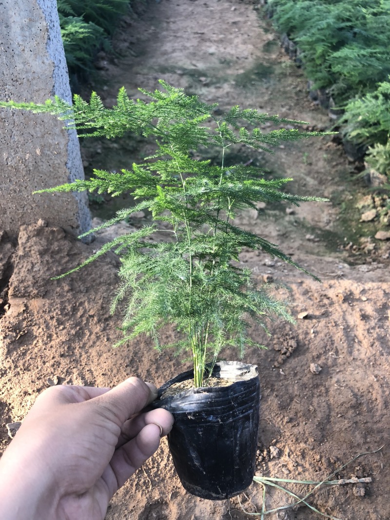 文竹，2020年新文竹，文竹盆景，电商专供文竹