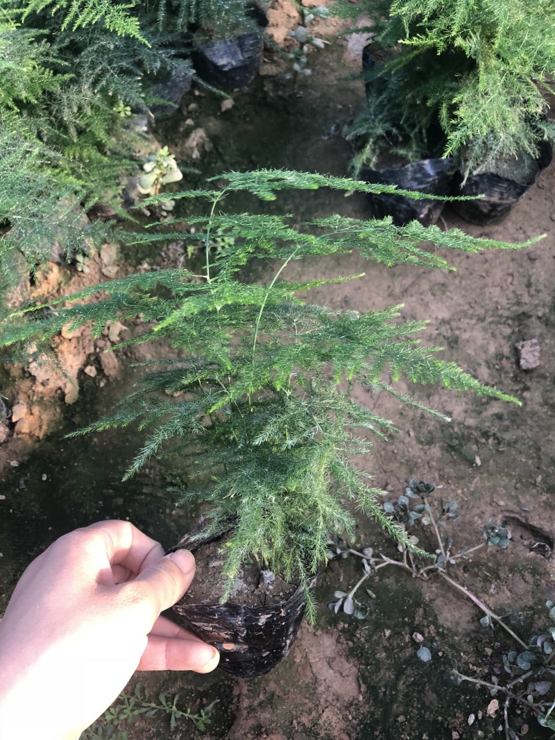 文竹，2020年新文竹，文竹盆景，电商专供文竹