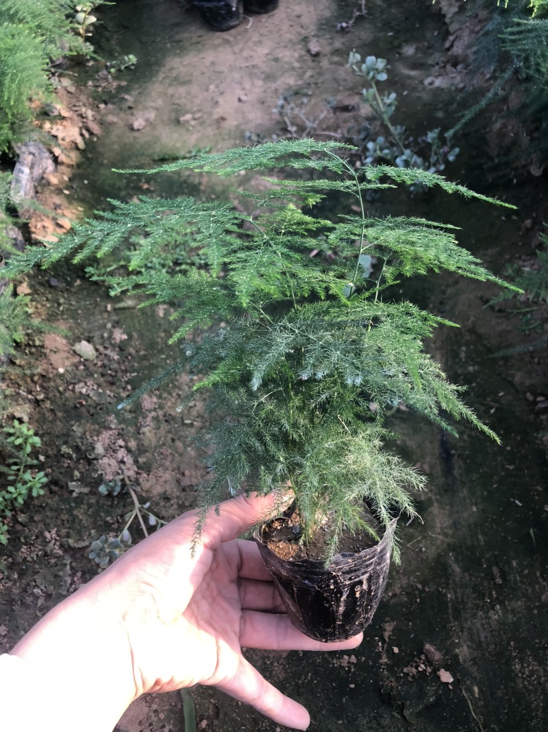 文竹，2020年新文竹，文竹盆景，电商专供文竹