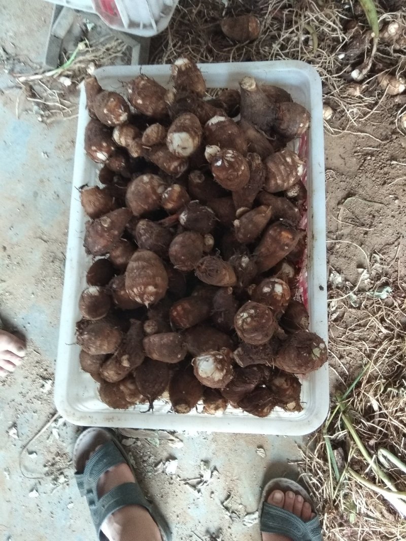 沙地芋头8520通货不挑球