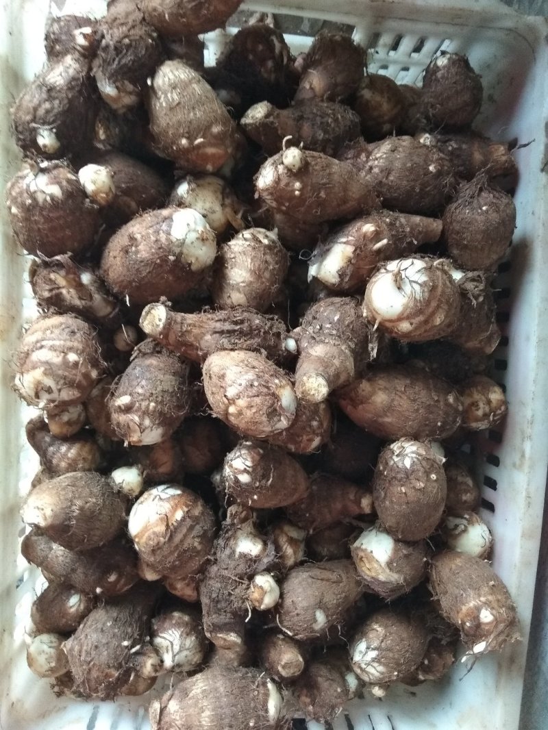 沙地芋头8520通货不挑球
